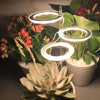 HALO PLANT LIGHT - with free rooting powder